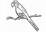 Papagei Malvorlage Ausmalbilder Ausdrucken Ara sketch template