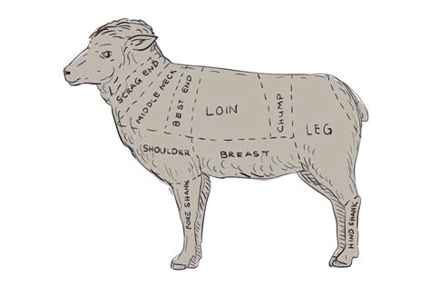 lamb cuts explained   cook  cuts  lamb