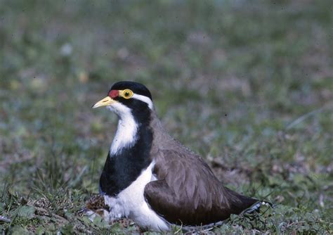 banded lapwing  australian museum