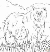 Coloring Bear Pages Alaska Woodland Grizzly Printable Bears Alaskan Color Animals Print Creature Animal Supercoloring Adult Berenstain Halloween Colorings Book sketch template