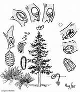 Life Cycle Conifer Gymnospermae Tree Generalized Conifers Female Sporophyte Division Male Flora Dempstercountry sketch template