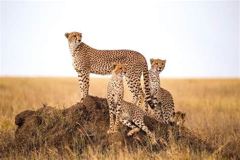 cheetahs  left   world readers digest