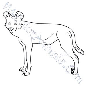 african wild dog coloring pages