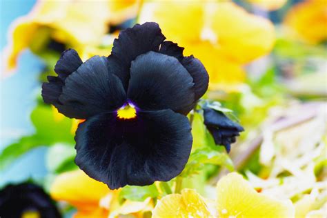black flowers  add contrast   garden