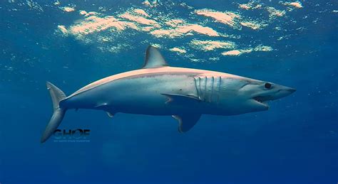 mako sharks gain international protection newsroom