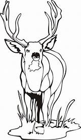 Coloring Deer Pages Antler Getcolorings Antlers sketch template