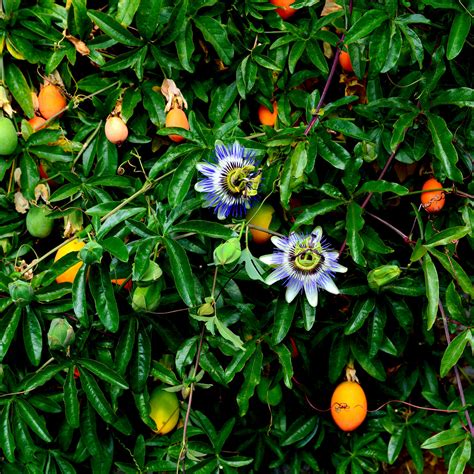 Passiflora Caerulea Blue Passion Flower In 2l Pots Tasty Edible Fruit