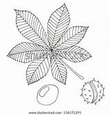 Chestnut Horse Buckeye Aesculus Plant Shutterstock American sketch template