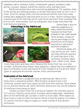 rainforest reading comprehension  differentiated questions tpt
