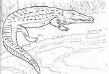Coloring Caiman Designlooter Alligator Nesting Ground 407px 67kb sketch template