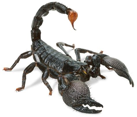 scorpions nimfomanecom