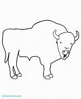 Coloring Buffalo Bison Pages Drawing Comments Popular Coloringhome Getdrawings sketch template