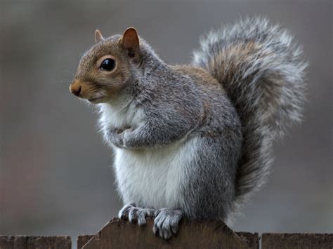 photo eastern grey squirrel animal cute eastern
