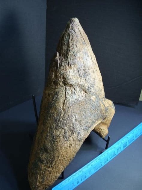 triceratops nose horn   stones bones collection