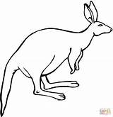Kangaroo Coloring Pages Kangaroos Ears Printable Clipart Color Baby Animals Kids Gif Search Use Kangoroo sketch template