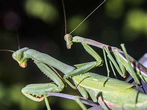 Male Vs Female Praying Mantis Differences And