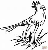 Bird Secretary Coloring Pages Color Printable Birds Version Click Category Supercoloring Categories Online sketch template