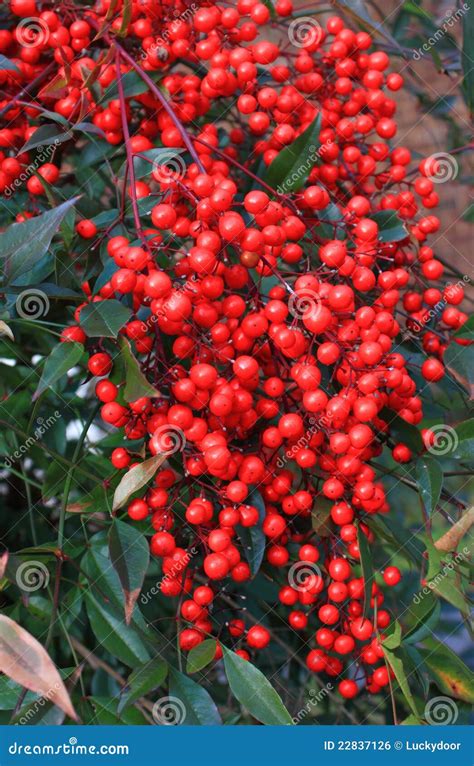 wild red berry royalty  stock image image