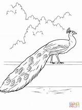 Coloring Peacock Pages sketch template