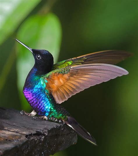 fat birds wild birds pinterest hummingbirds birds and velvet