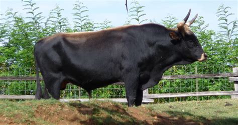 aurochs  modern cattle linked genetically  historian