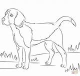 Coloring Pages Beagle Dog Printable Beagles Colorings sketch template