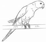 Coloring Parakeet Ringed Rose Categories sketch template