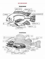 Fish Anatomy Label Internal External Color sketch template