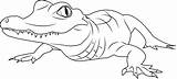 Alligator Coloringpages101 Biting sketch template