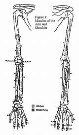 Arm Bones Anatomy sketch template