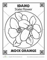 Idaho Flower History State sketch template