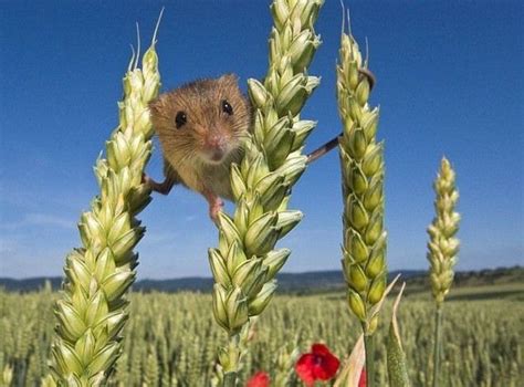 39 best mice field mice field mouse harvest mouse images on pinterest