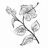 Hibiscus Outline Flower Line Drawing Flowers Drawings Coloring Vector Getdrawings Pages Tattoo sketch template