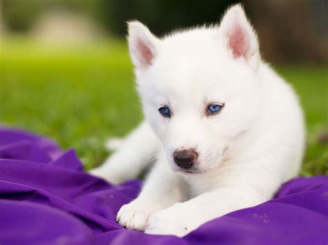 cute siberian husky puppy eye color change bleumoonproductions
