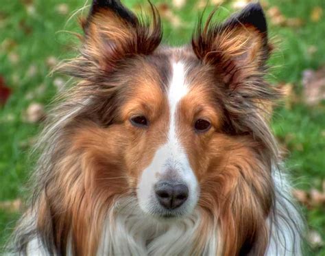 collie    lines dogs breeds shepherd dogs pets