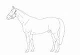 Thoroughbred Lineart sketch template