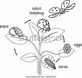 Ladybug Cycle Insect Sequence 무당 벌레 색칠 Cocoon 순서 개발 대한 스톡 명에 성인 수명 주기 페이지의 sketch template