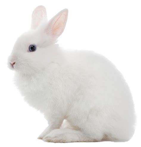 white rabbit png image