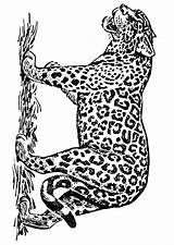 Jaguar Giaguaro Colorare Ausmalbilder Malvorlage Disegno Ausmalbild Ausdrucken Educolor Edupics sketch template
