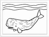Whale Sperm Coloring Activities Printable Cachalot sketch template