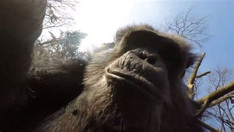 chimpanzee   branch  knock  camera drone    sky diy photography
