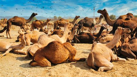 camels get disqualified from beauty pageant in saudi arabia because of