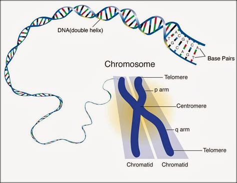 127 chromosomes dna genes and alleles biology notes