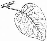 Cottonwood Clipart Clipground Swamp Leaf sketch template