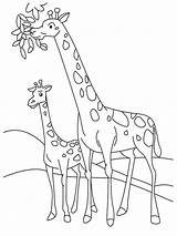 Giraffe Coloring Pages Drawing Realistic Cute Jerapah Eating Tree Daun Getdrawings Printable sketch template
