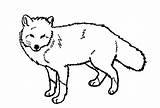 Fox Coloring Pages Line Red Arctic Foxes Printable Kids Print Baby Drawing Clipart Color Deviantart Drawings Animal Wolf Animals Cartoon sketch template