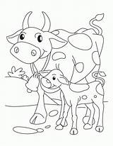 Coloring Cow Calf Pages Golden Printable Baby Drawing Animal Mother Color Clipart Kids Getdrawings Getcolorings Popular Library Print sketch template