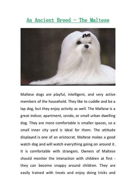 maltese  ancient breed