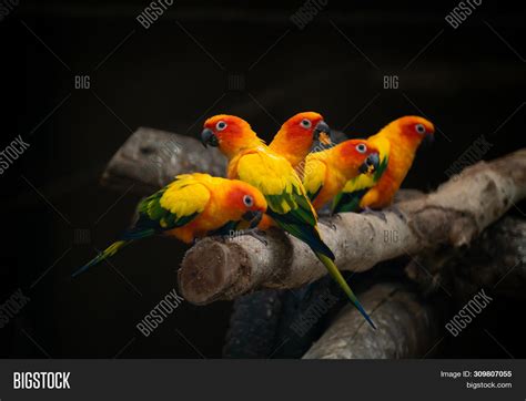 group sunconure parrot image photo  trial bigstock