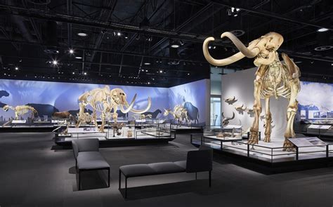human  natural history galleries royal alberta museum ralph